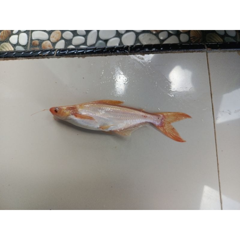 ikan patin albino