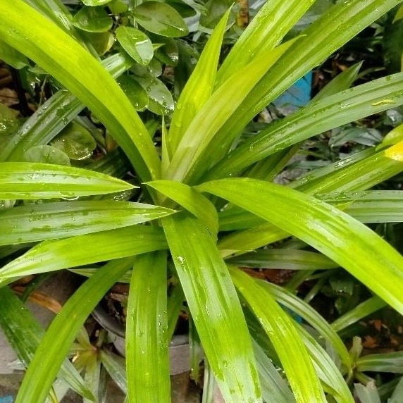 

DAUN PANDAN WANGI SEGAR BEBAS PESTISIDA ((25 lembar))