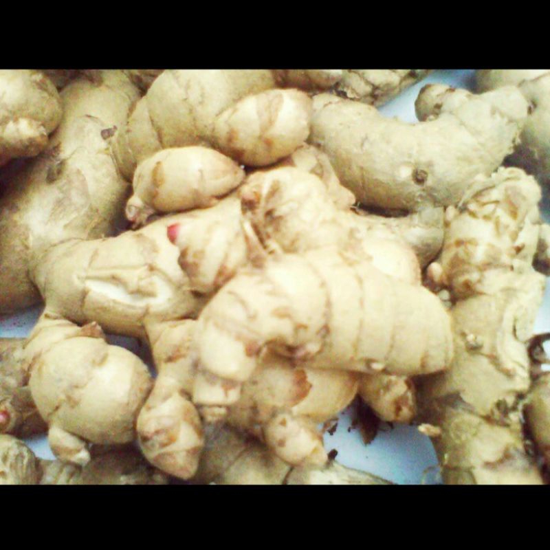 

(PROMO) KUNYIT/TEMU PUTIH SEGAR 1KG CURCUMA ZEDOARIA HERBAL