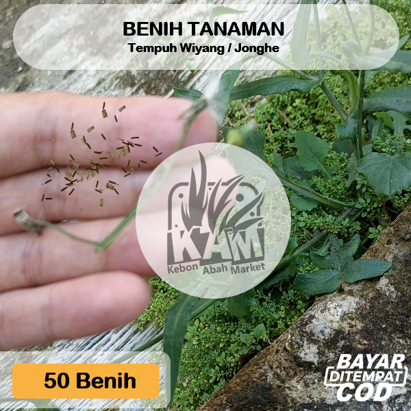 Benih Tempuh Wiyang Jonghe 50 Pcs