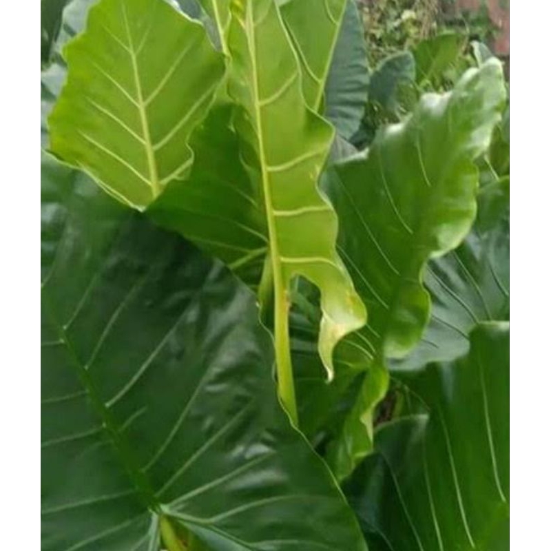 

Daun talas sente organik berat 1 kg daun talas organik