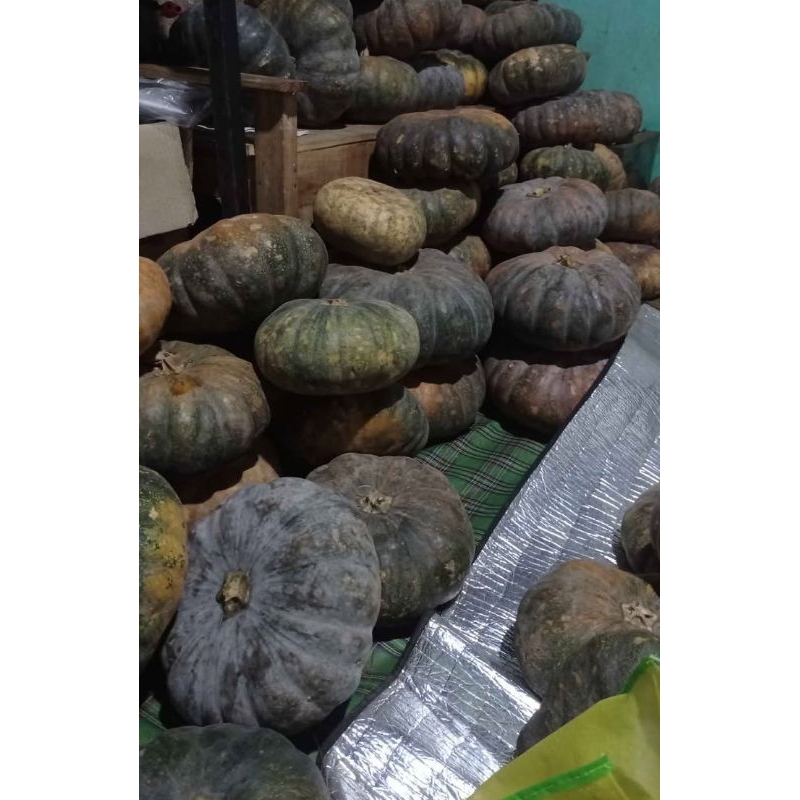 

Labu 1 buah utuh ukuran besar