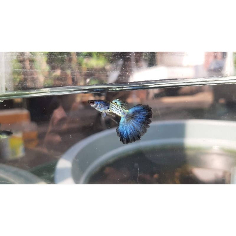 Packing Metal Snake Skin Blue Tail (MSSBT)