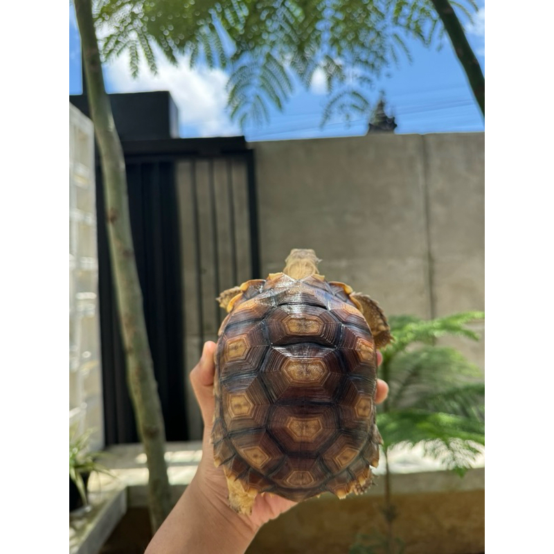 sulcata 15cm less scute cakep