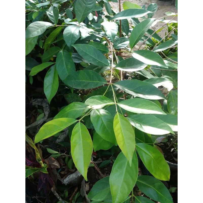 

DAUN SALAM FRESH PETIK SAAT ORDER