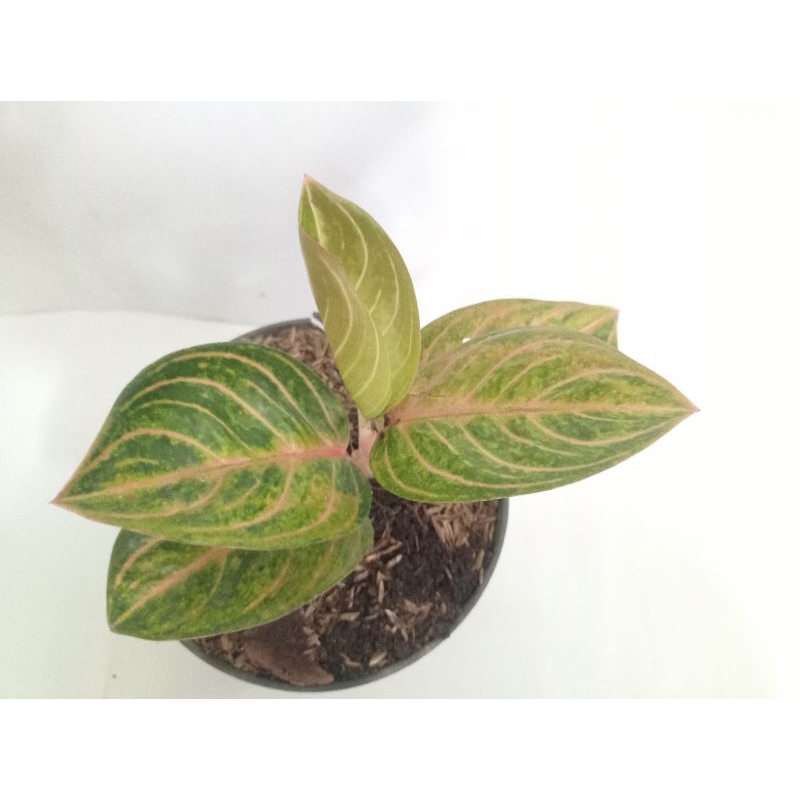 Aglaonema Rinjani Golden