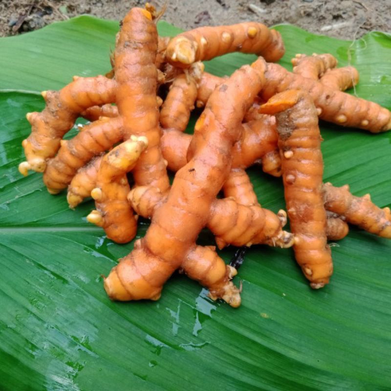 

Kunyit Kuning | Koneng | Kunyit segar Alami 1 kg Bersih