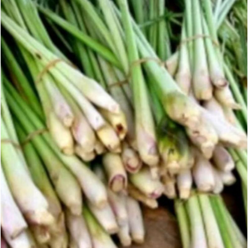 

SERAI 1 Kg / SEREH BUMBU DAPUR PRES PILIHAN