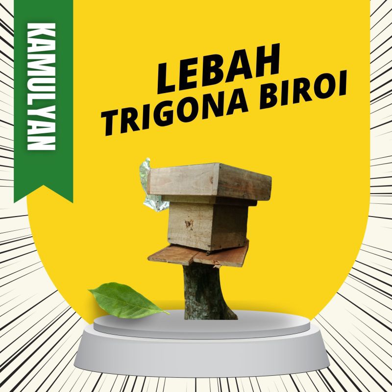 Koloni Lebah Trigona Biroi