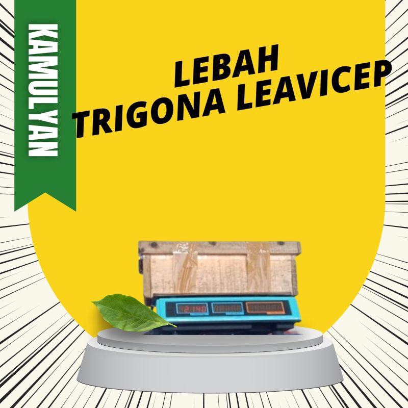 koloni lebah Trigona Klanceng leavicep Kamulyan Jaya Mutiara