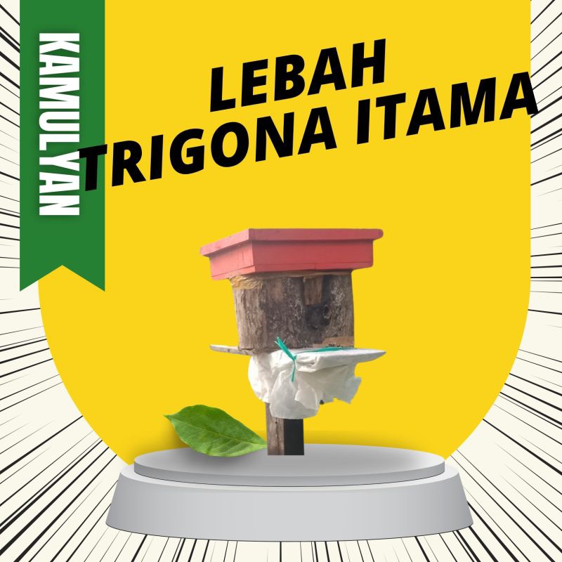 Koloni Lebah Trigona Klanceng Itama Kamulyan Jaya Mutiara