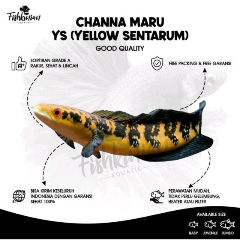 stiker Chana yellow sentarum 10-20cm