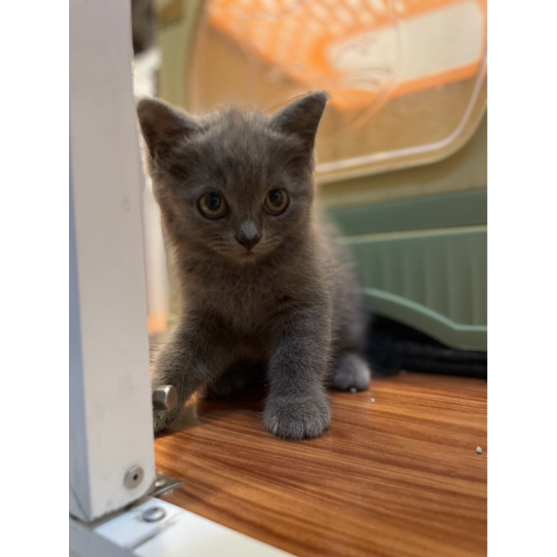 Kucing British Short Hair Jantan BSH