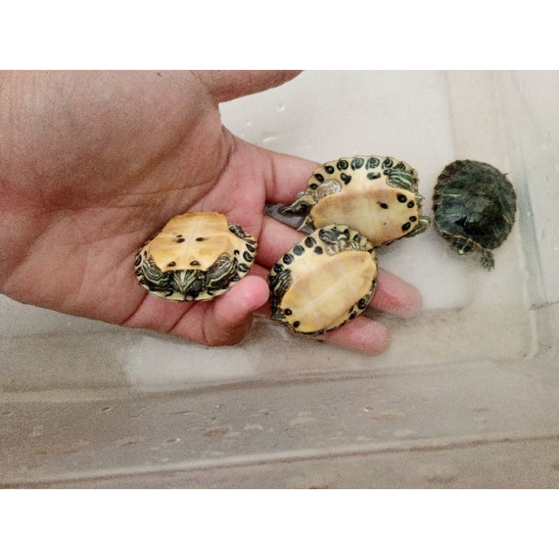 kura kura yellow belly