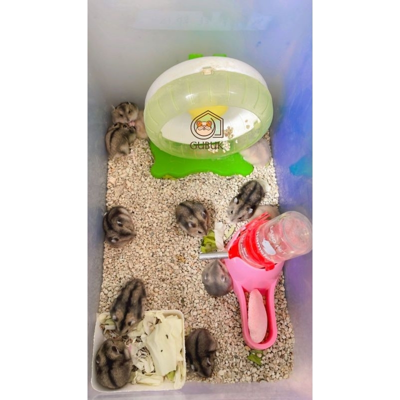 HAMSTER WINTER WHITE TIGER, SAPPHIRE & ARGENTE