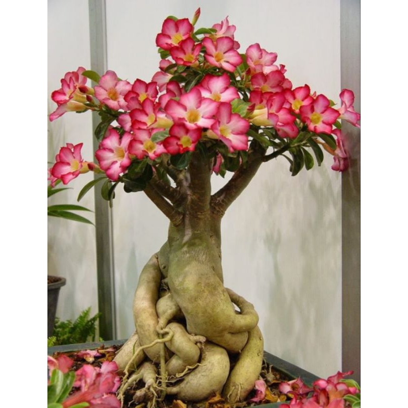 3 Benih Biji Adenium Mix