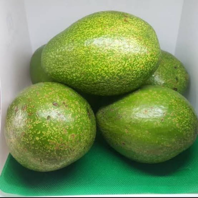 

[RBB] Buah Alpukat Mentega Super 1kg