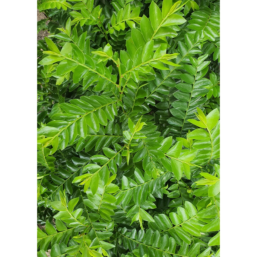 

Daun seligi/Phyllanthus buxifolius 250gram