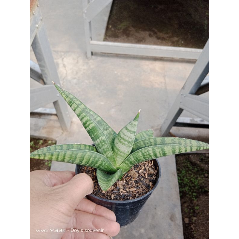 sansevieria hybrid marsha anjani
