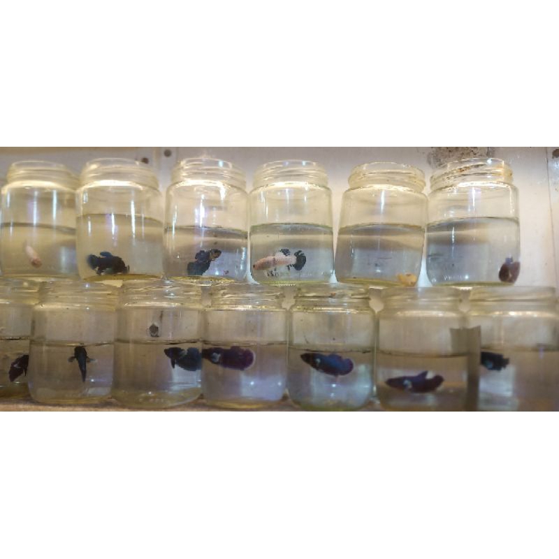 CUPANG PLAKAT DUMBO EAR