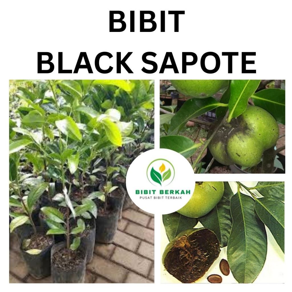 Bibit Sawo Black Sapote – Tinggi 80-100 cm | Buah Rasa Coklat, Langka, Siap Tanam