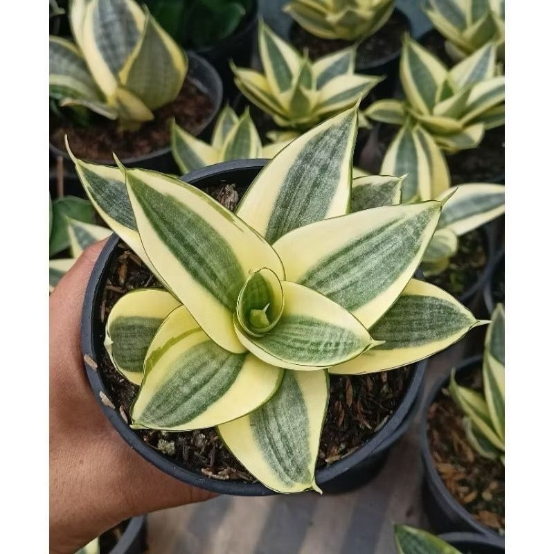 lidah mertua mini /kuning