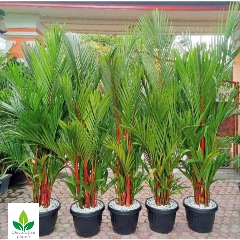 TANAMAN HIAS PALEM MERAH PLUS POT HITAM