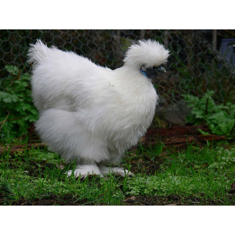 

TELUR FERTIL AYAM KAPAS SILKIE UNTUK DITETASKAN
