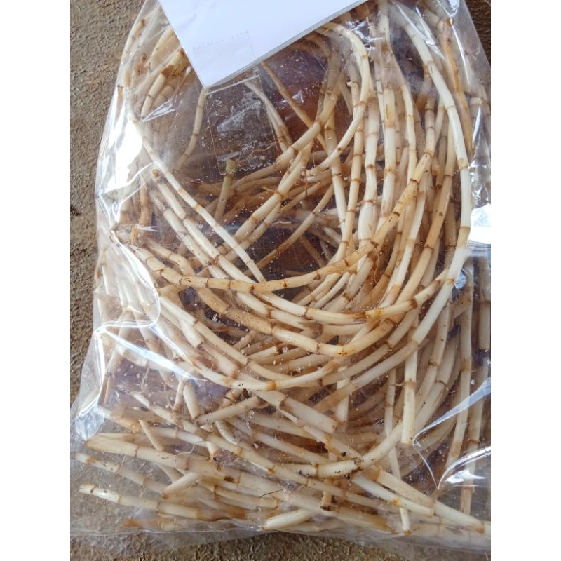 

akar alang-alang berkualitas 1 kg