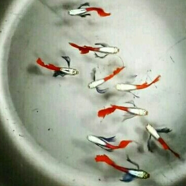 aksesoris miniatur prtde hm