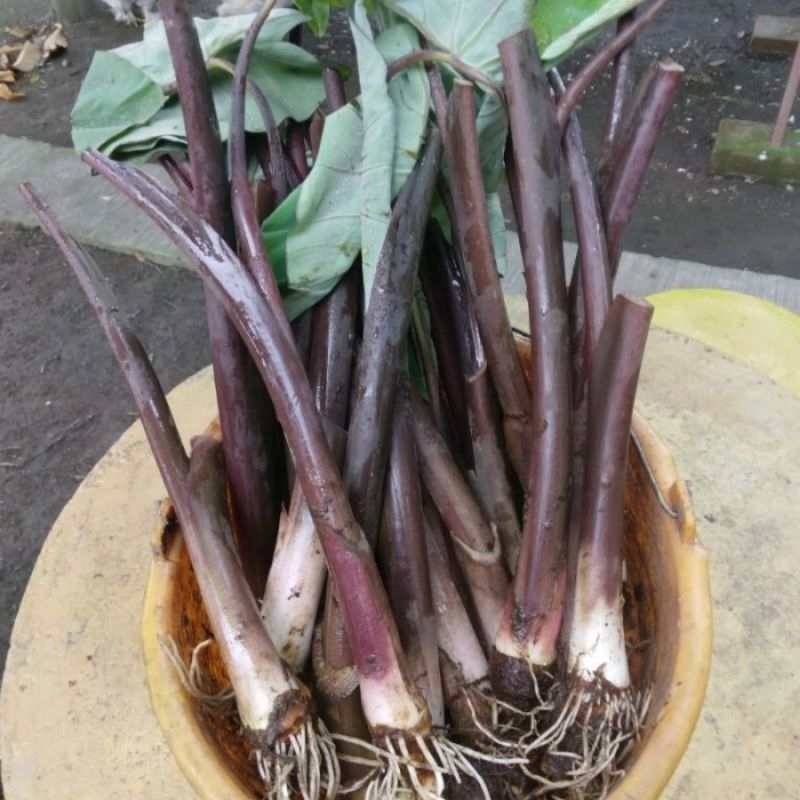 bibit talas lompong sayur/talas Wulung/talas unggu kimpul,,bibit super