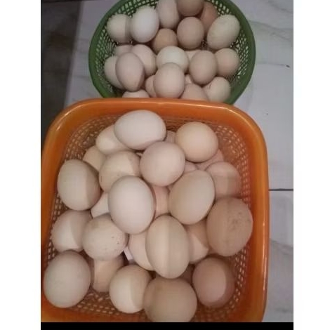 

Telur Ayam Kampung / Telur Ayam Kampung Asli / Telur Jawa / Endog Jowo / Ndog Jowo / telur ayam / telur jamu / telur ORI Jawa / endok pitik / telur / egg / original / telur KUB / telur / telur fresh / telur jamu / telur alami / telur asli