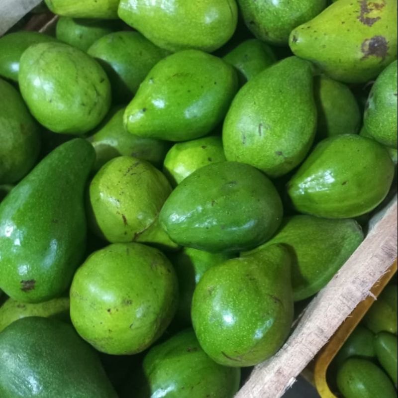 

buah alpukat mentaga 500g