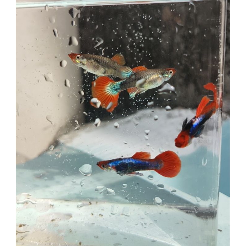 Obat Guppy Tuxedo Koi