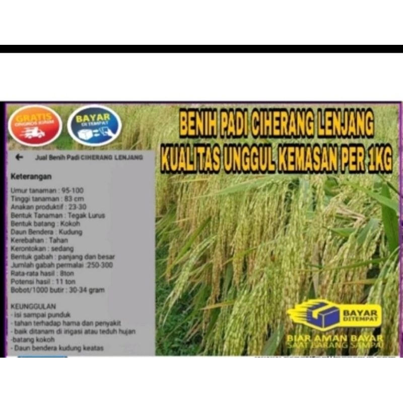 BENIH BIBIT PADI CIHERANG LENJANG PER 10KG