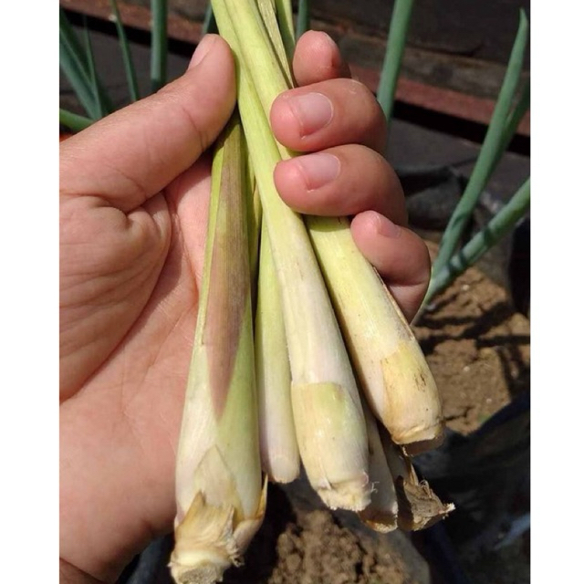 

sereh fresh 1kg Serai daun sereh rempah Grade A