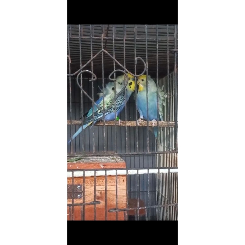 hagoromo pair/parkit jepang sepasang