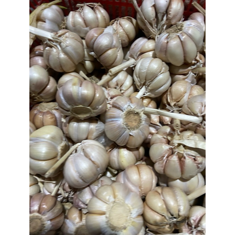 

bawang putih honan isi 500gr ukuran sedang dan besar fresh promo