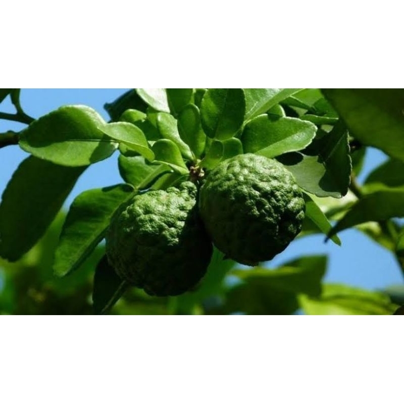 

JERUK PURUT, 5 butir