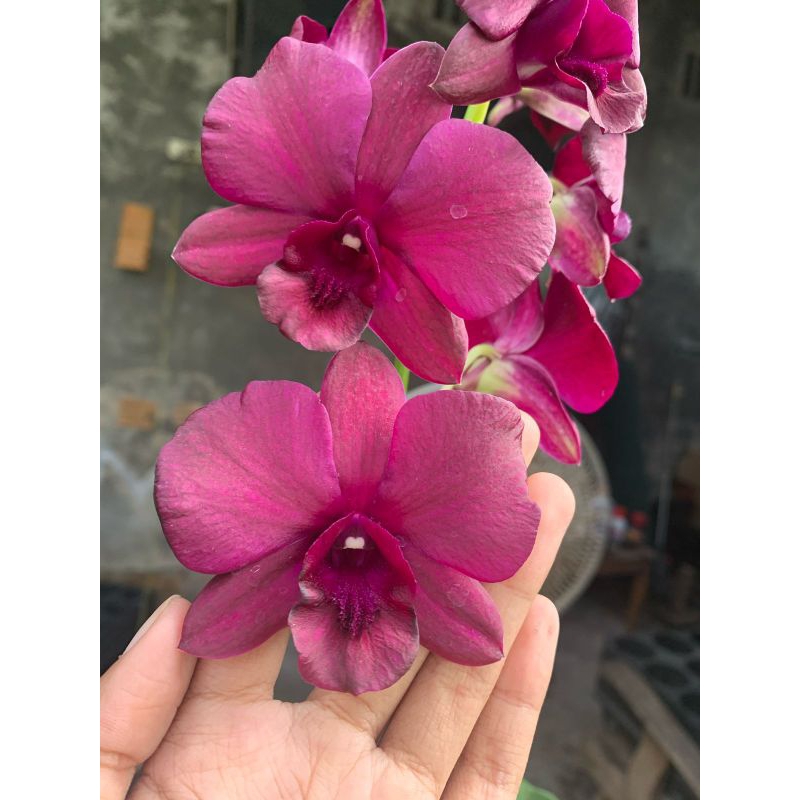 tanaman hias anggrek dendrobium mangosteen bunga ungu batang hitam dewasa