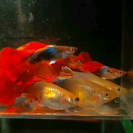 aksesoris guppy hb red rose