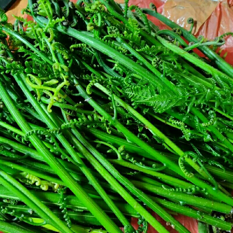 

pakis sayur pakis sayur per 1 iket