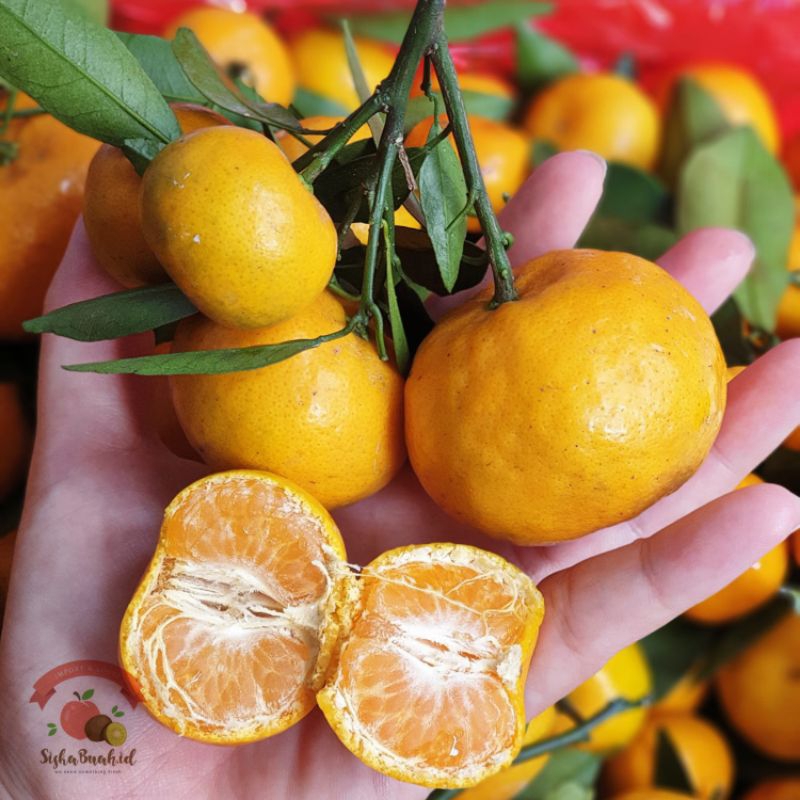

JERUK SANTANG DAUN - IMPORT MANIS