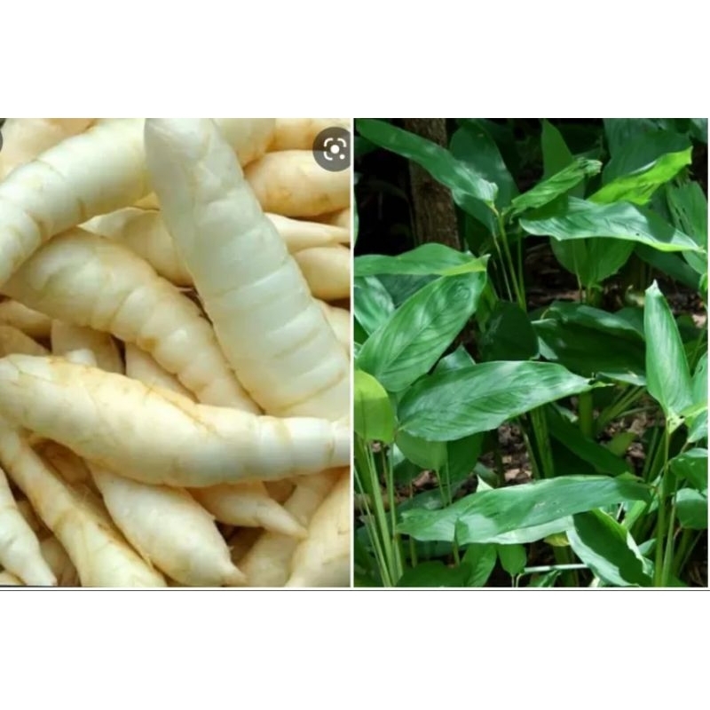 

umbi garut atau umbi sagu fresh 1kg( membantu mengatasi masalah lambung dan maag)