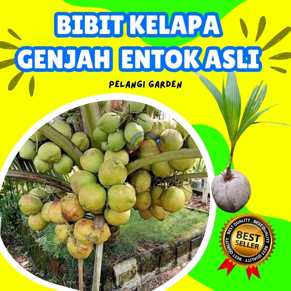 CEPAT BERBUAH.. Benih Kelapa Besar, Benih Kelapa Bonsai