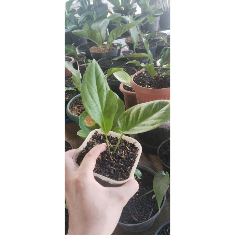 anthurium black dragon original split bonggol