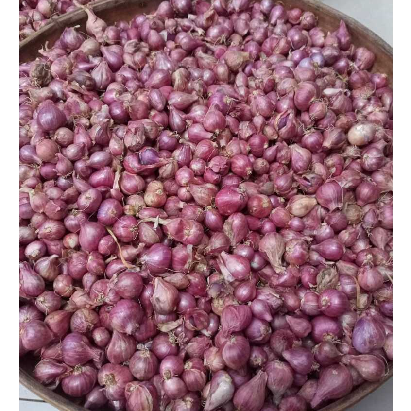 

bawang merah probolinggo kemasan 500 gram