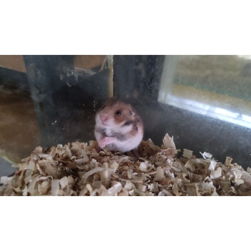 hamster syrian long hair hamster syrian