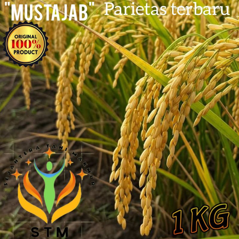 Benih Padi MUSTAJAB Unggul Kemasan Super 1Kg