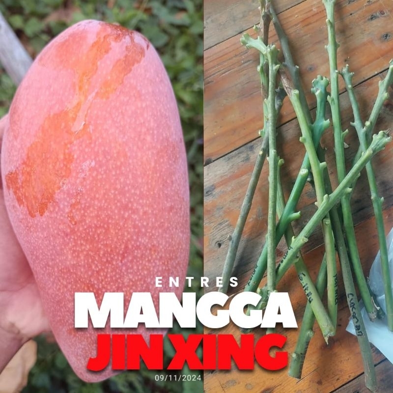 Entres mangga Jinxin